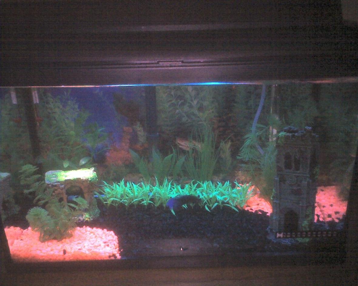 10 gallons freshwater fish tank (mostly fish and non-living decorations) - My first attempt at my 10 Gal