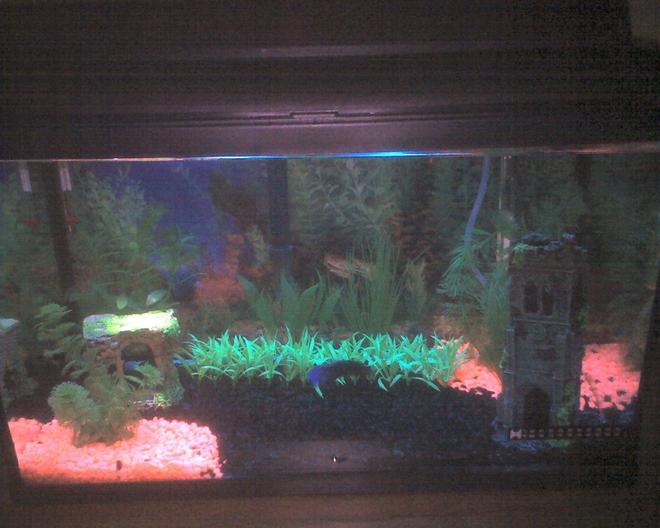 10 gallons freshwater fish tank (mostly fish and non-living decorations) - My first attempt at my 10 Gal