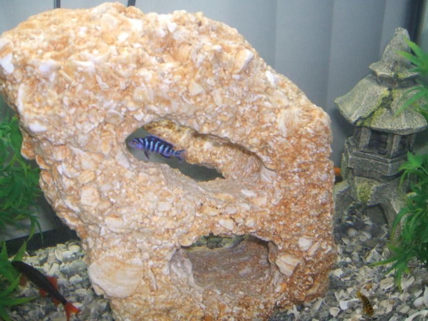 Rated #2251: Freshwater Fish - Pseudotropheus Demasoni - Demasoni Cichlid Stocking In 55 Gallons Tank - Demasoni Cichlid
