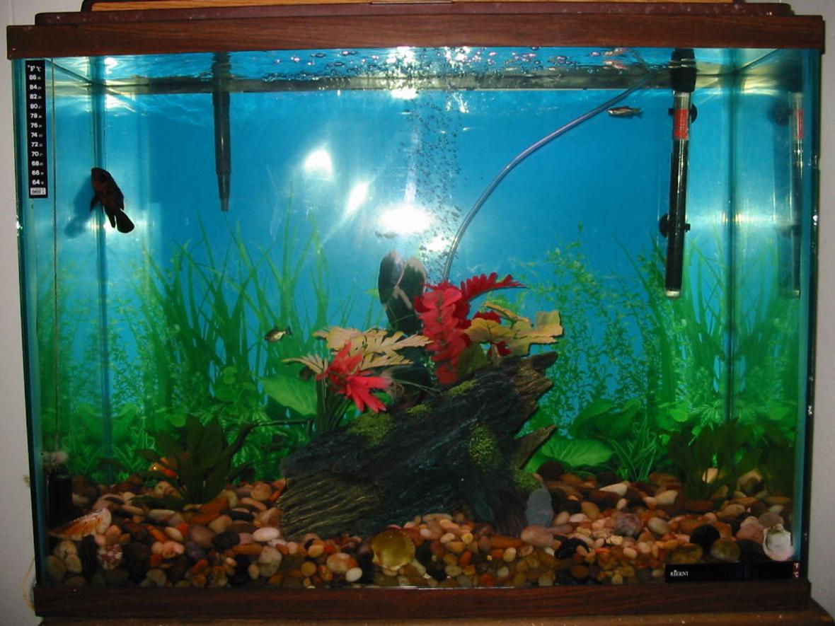 35 gallons freshwater fish tank (mostly fish and non-living decorations) - 35 gallon fresh water aggressive tank