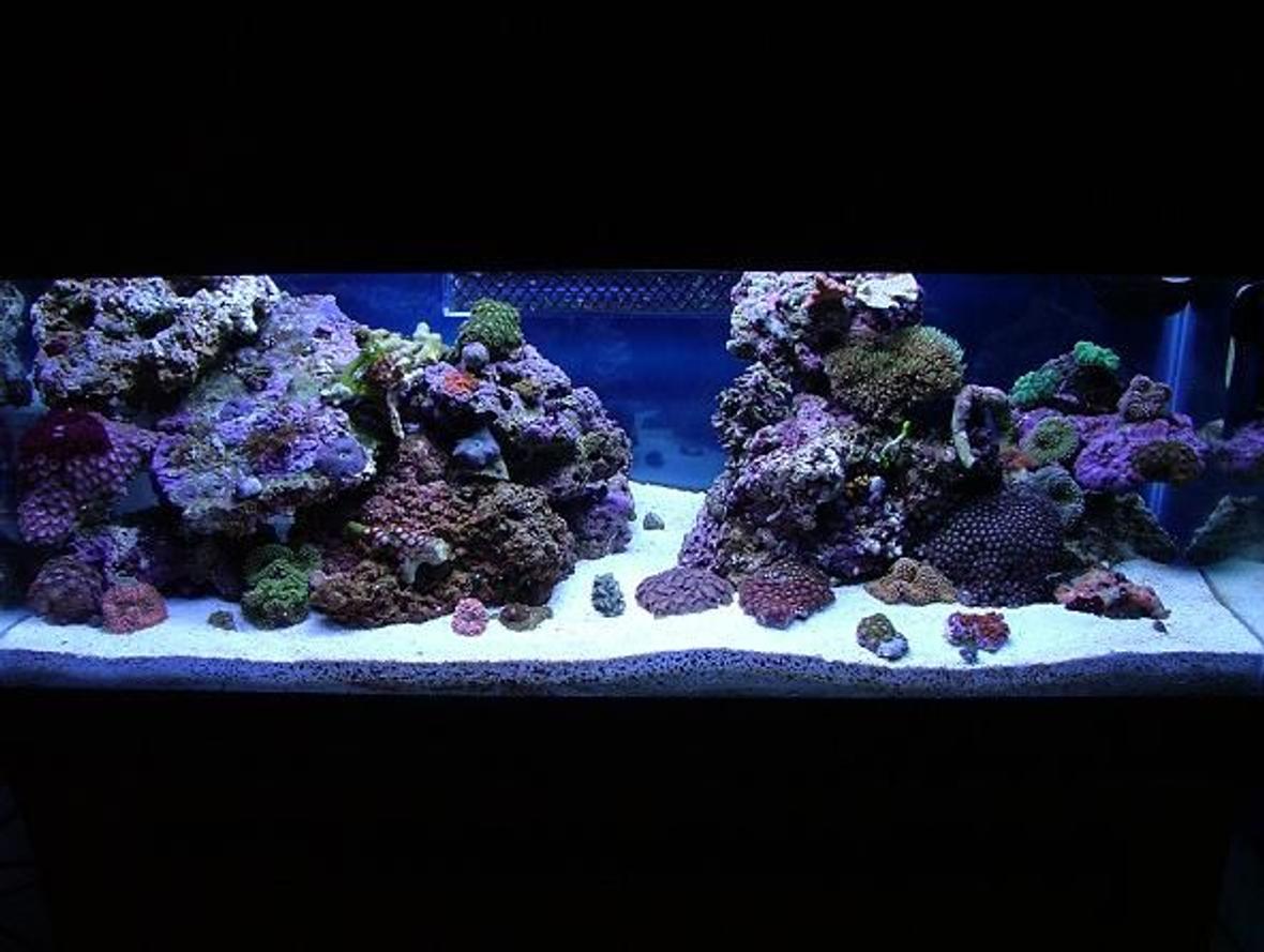20 gallons reef tank (mostly live coral and fish) - 20LONG