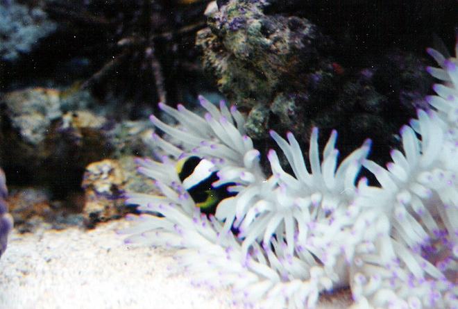 40 gallons saltwater fish tank (mostly fish, little/no live coral) - Black and white clownfish