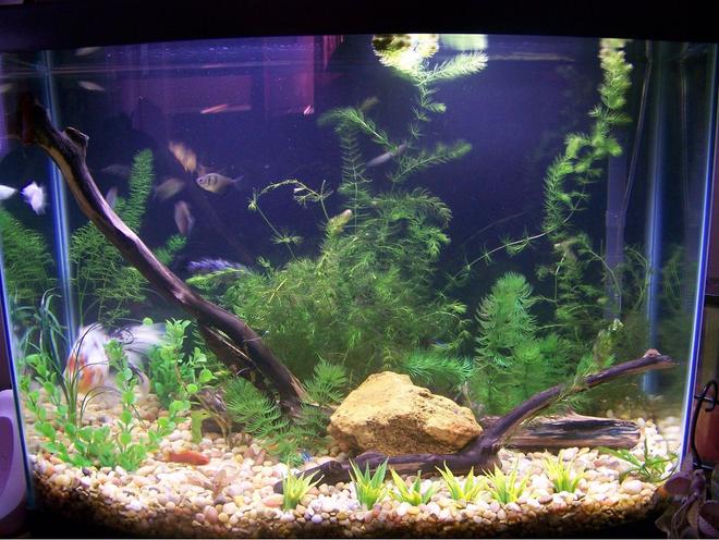 28 gallons planted tank (mostly live plants and fish) - Simple 28 Gallon Aquarium with live and artificial plants.