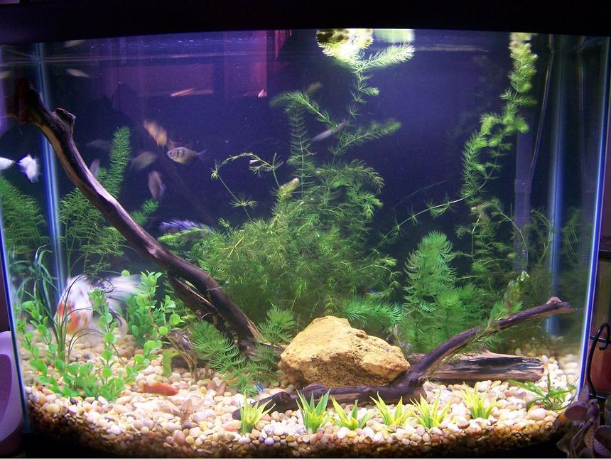 Rated #187: 28 Gallons Planted Tank - Simple 28 Gallon Aquarium with live and artificial plants.