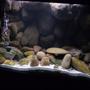 fish tank picture - Here is an updated photo of the tank.