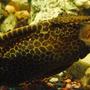 freshwater fish - glyptoperichthys gibbiceps - sailfin pleco (l-83) stocking in 50 gallons tank - Sailfin Pleco, 4 years old, 15 inches in length