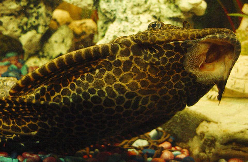 freshwater fish - glyptoperichthys gibbiceps - sailfin pleco (l-83) stocking in 50 gallons tank - Sailfin Pleco, 4 years old, 15 inches in length