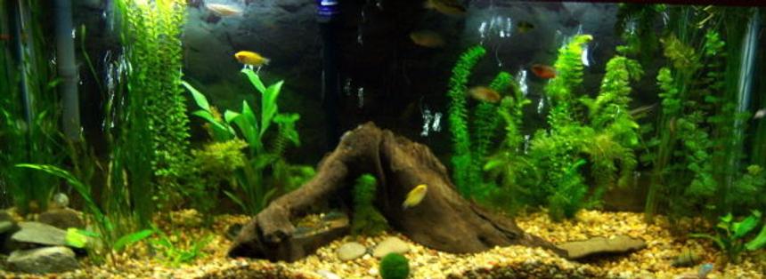 Rated #168: 55 Gallons Planted Tank - 55 gallon