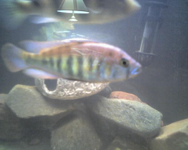 freshwater fish - pundamilia nyererei - nyererei hap stocking in 60 gallons tank - this is my nyererei