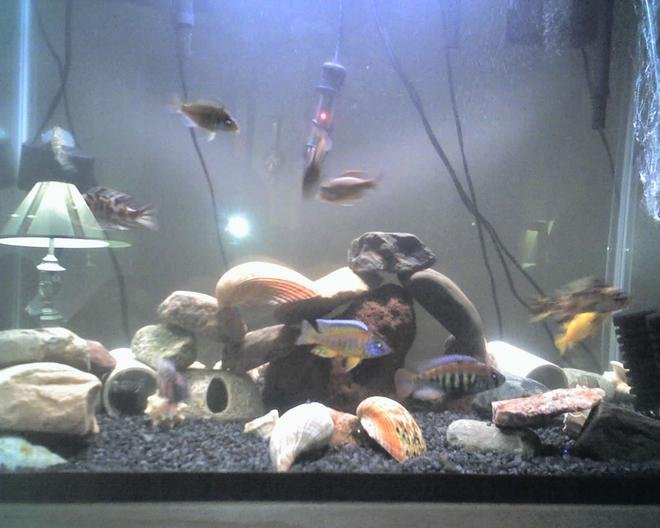 60 gallons freshwater fish tank (mostly fish and non-living decorations) - my tank