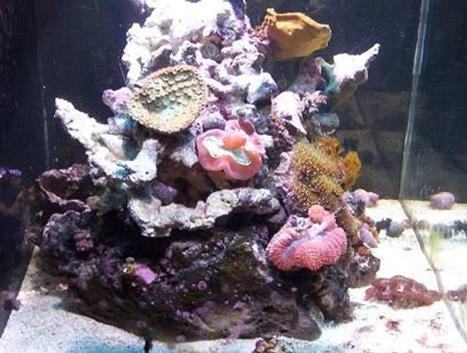 65 gallons reef tank (mostly live coral and fish) - pic4