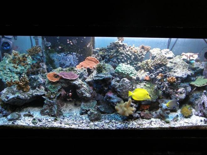 75 gallons reef tank (mostly live coral and fish) - 75 gal.  trying to get there !
