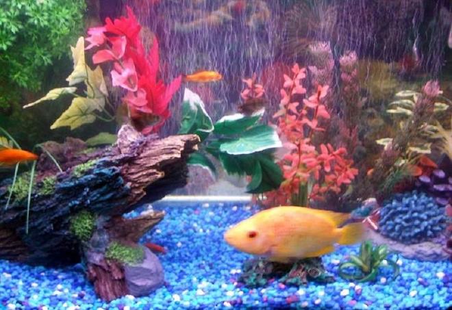 30 gallons freshwater fish tank (mostly fish and non-living decorations) - my 30 gallon, flower horn, angels ,silver dollars , tiger barbs,  gouramis, feederfish ,pleco