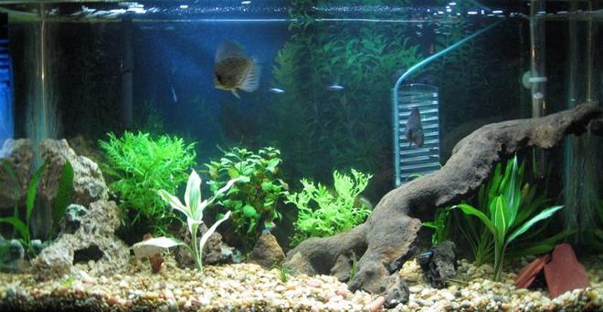 40 gallons planted tank (mostly live plants and fish) - 40 gallon at one month since set up
