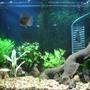 40 gallons planted tank (mostly live plants and fish) - 40 gallon at one month since set up