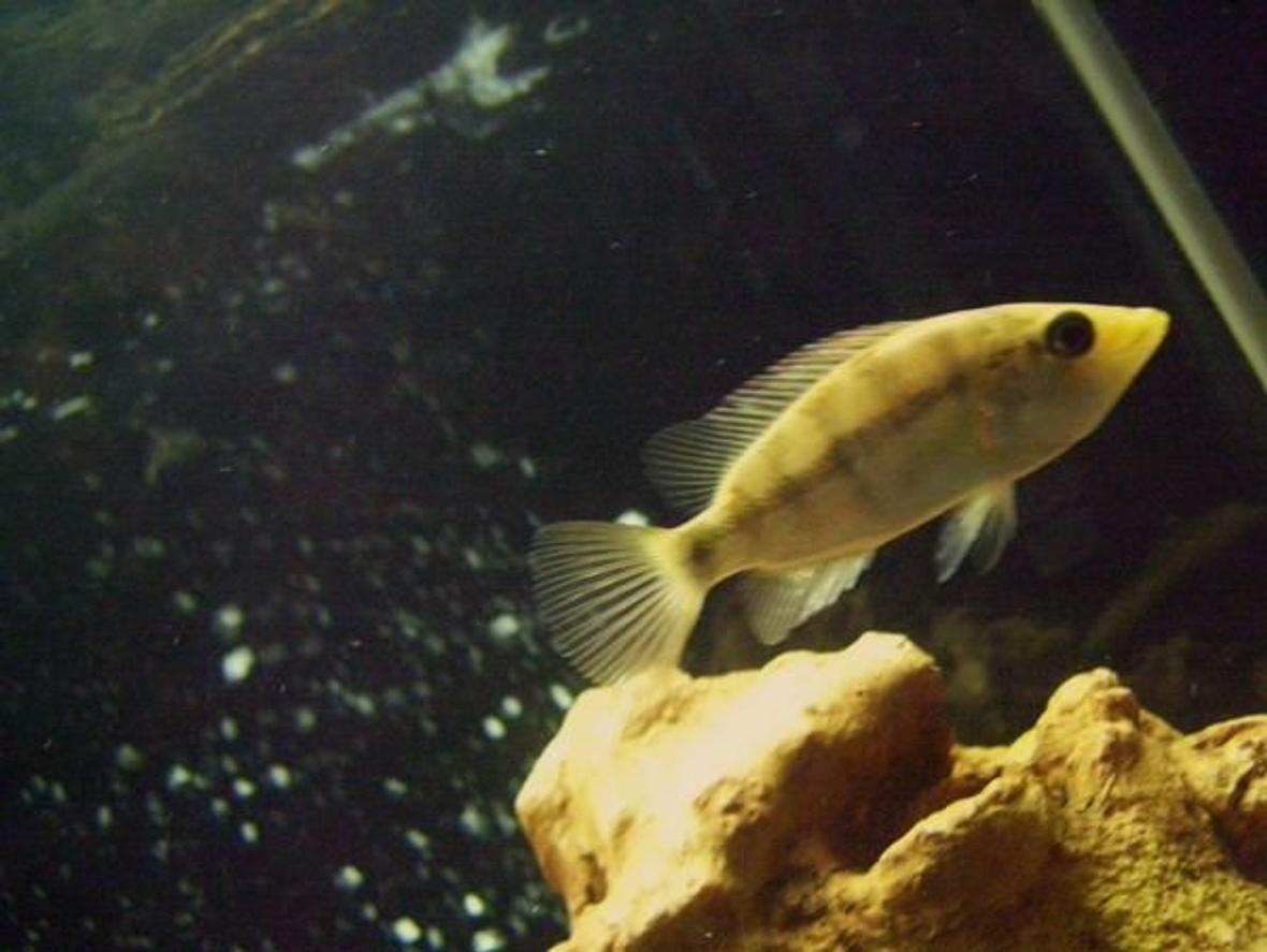 freshwater fish - petenia splendida - red bay snook stocking in 75 gallons tank - 4" red snook