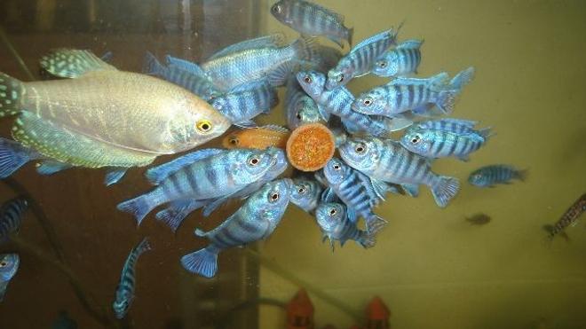 freshwater fish - trichogaster trichopterus - blue gourami stocking in 70 gallons tank - cichlid malawi gurami