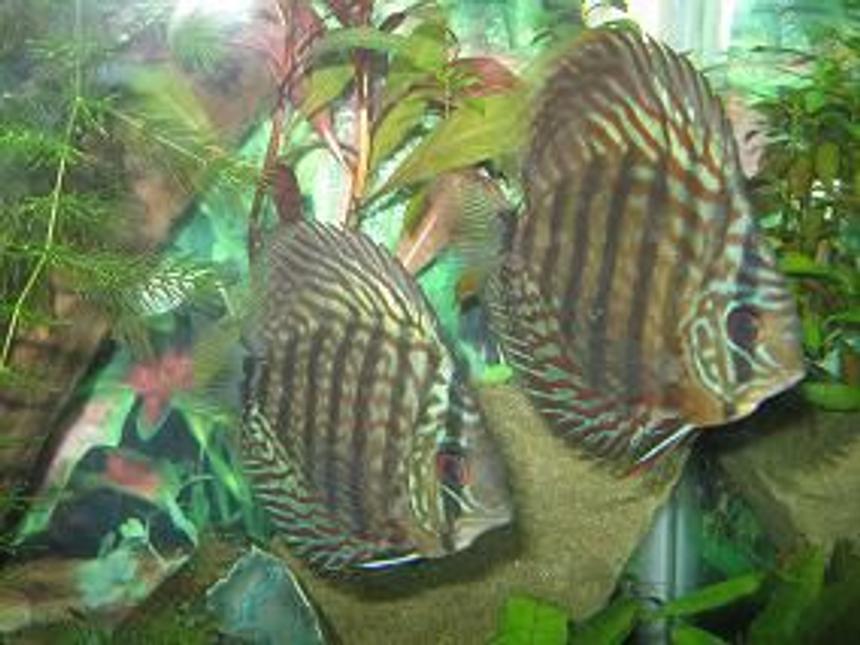 Rated #61: Freshwater Fish - Symphysodon Sp. - Green Tefe Discus Stocking In 45 Gallons Tank - My Red Turquoise