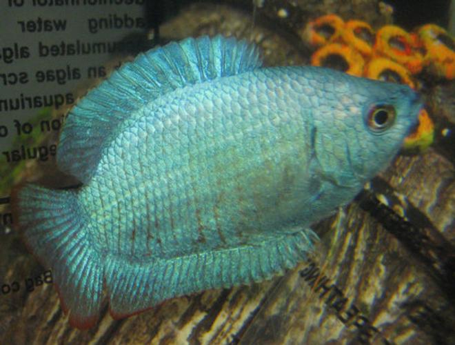 freshwater fish - colisa lalia - powder blue dwarf gourami stocking in 10 gallons tank - Dwarf Powder Blue Gourami