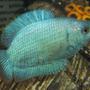 freshwater fish - colisa lalia - powder blue dwarf gourami stocking in 10 gallons tank - Dwarf Powder Blue Gourami