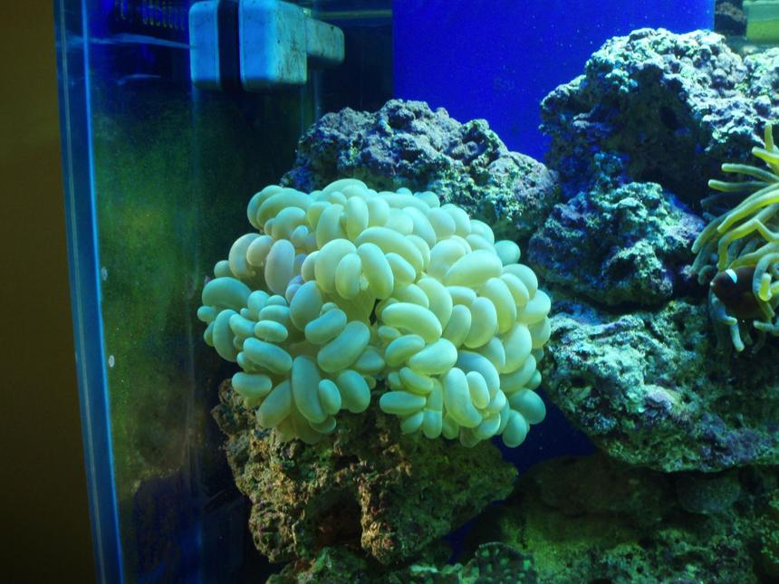 Rated #53: Corals Inverts - Plerogyra Sinuosa - Bubble Coral, Green Stocking In 125 Gallons Tank - green bubble coral