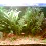 47 gallons planted tank (mostly live plants and fish) - view1 by nokia 3230