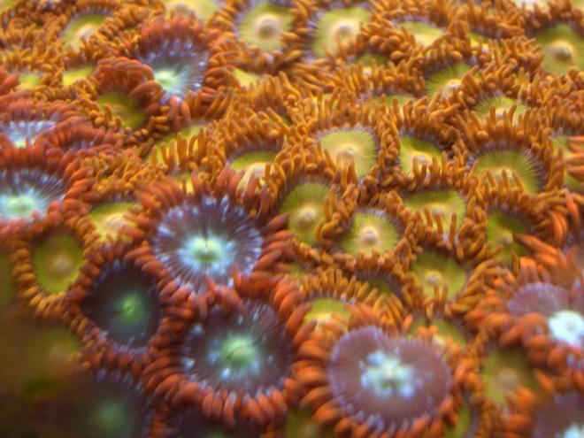 corals inverts - zoanthus sp. - flame polyps stocking in 34 gallons tank - zoos