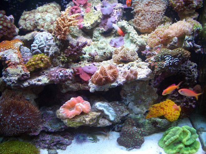 34 gallons reef tank (mostly live coral and fish) - after 5 months