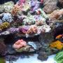 34 gallons reef tank (mostly live coral and fish) - after 5 months