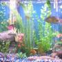 freshwater fish - thorichthys meeki - firemouth cichlid stocking in 30 gallons tank - pic