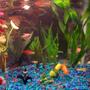 freshwater fish - helostoma temmincki - kissing gourami stocking in 30 gallons tank - pic