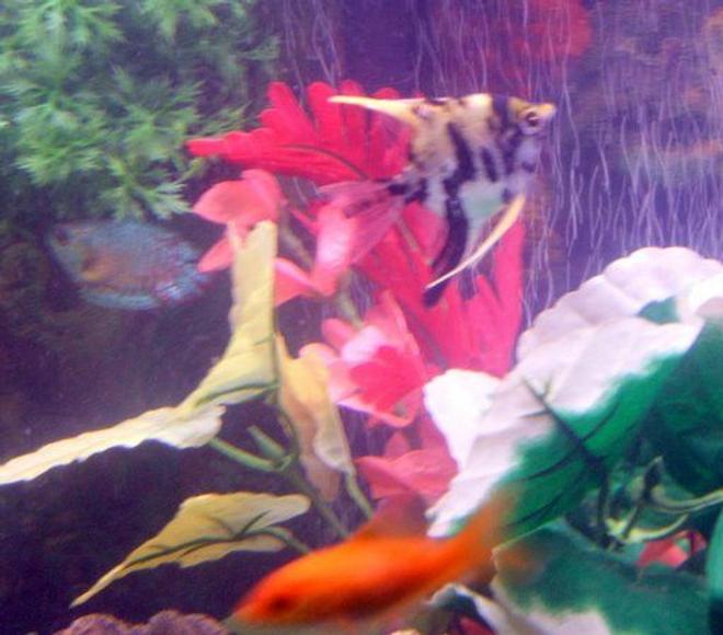 freshwater fish - colisa lalia - powder blue dwarf gourami stocking in 30 gallons tank - pic