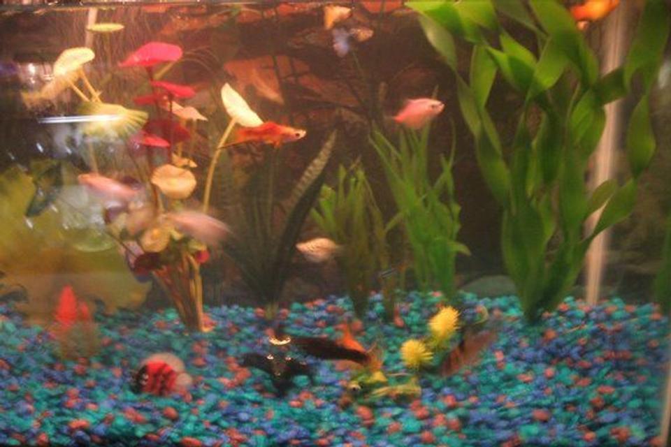 freshwater fish - rasbora heteromorpha - harlequin rasbora stocking in 30 gallons tank - pic