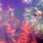 freshwater fish - pterophyllum sp. - marble veil angel stocking in 30 gallons tank - pic