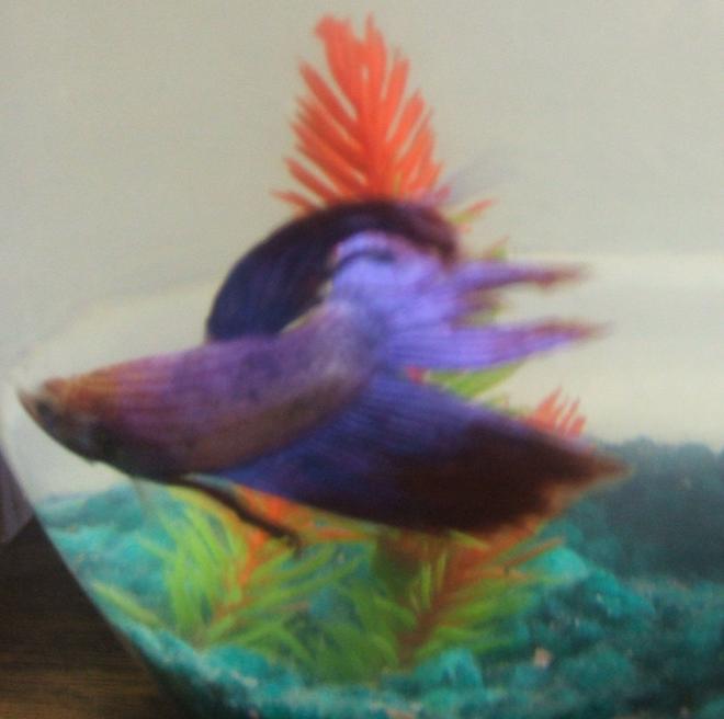 freshwater fish - betta splendens - betta - male stocking in 30 gallons tank - pic
