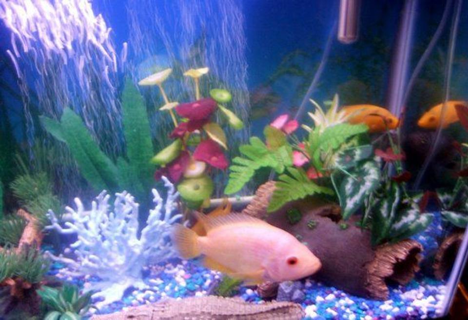 freshwater fish - helostoma temmincki - kissing gourami stocking in 30 gallons tank - pic