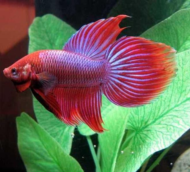 freshwater fish - betta splendens - crown tail betta stocking in 30 gallons tank - pic