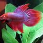 freshwater fish - betta splendens - crown tail betta stocking in 30 gallons tank - pic