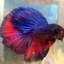 freshwater fish - betta splendens - half moon betta stocking in 30 gallons tank - pic