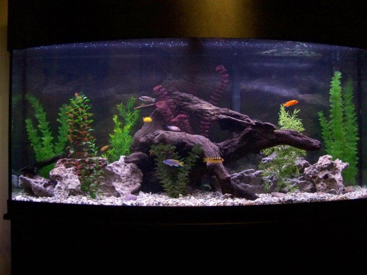 72 gallons freshwater fish tank (mostly fish and non-living decorations) - Our Tank