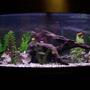 72 gallons freshwater fish tank (mostly fish and non-living decorations) - Our Tank