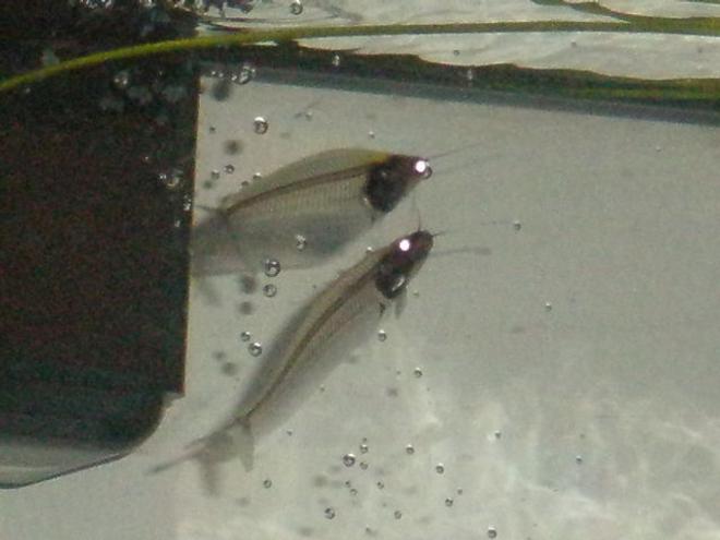 freshwater fish - kryptopterus bicirrhis - ghost glass cat stocking in 55 gallons tank - Glass Cats AKA (kryptopterus bicirrhis & k. minor)