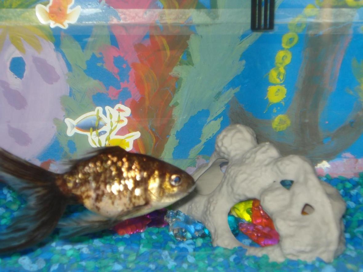 freshwater fish - carassius auratus - chocolate ryukin goldfish stocking in 10 gallons tank - just a glimpse! like the backdrop?