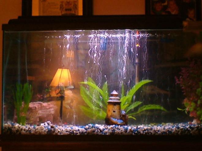 75 gallons freshwater fish tank (mostly fish and non-living decorations) - lol