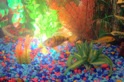 freshwater fish - trichogaster trichopterus - opaline gourami stocking in 30 gallons tank - pic