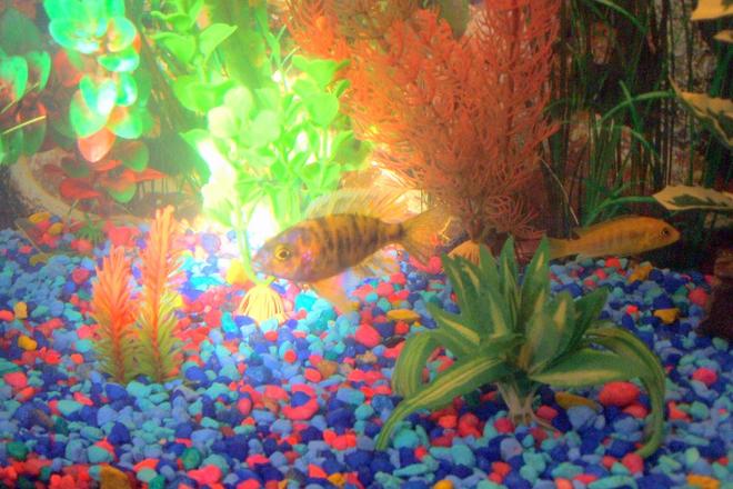 freshwater fish - trichogaster trichopterus - opaline gourami stocking in 30 gallons tank - pic