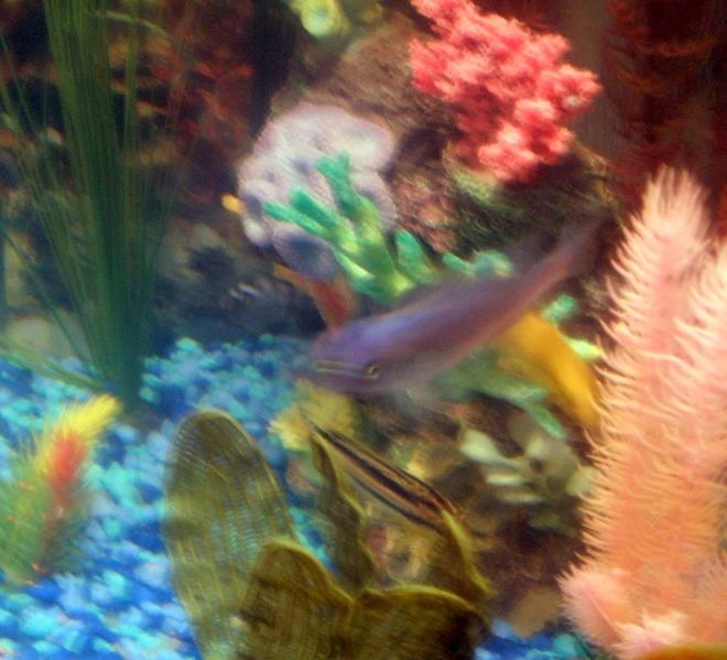 freshwater fish stocking in 30 gallons tank - pic