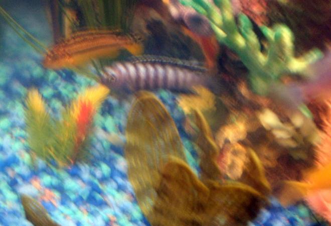 freshwater fish - pseudotropheus demasoni - demasoni cichlid stocking in 30 gallons tank - pic