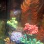 freshwater fish - pseudotropheus demasoni - demasoni cichlid stocking in 30 gallons tank - pic