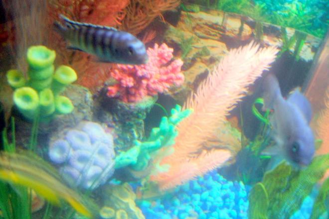 freshwater fish - pseudotropheus demasoni - demasoni cichlid stocking in 30 gallons tank - pic